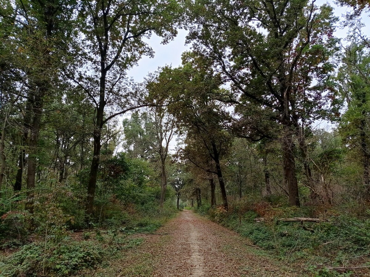 luca_bergamasco's tweet image. Riding in the woods. #ForestFriday #ForestOnFriday #tree #TreeClub #nature