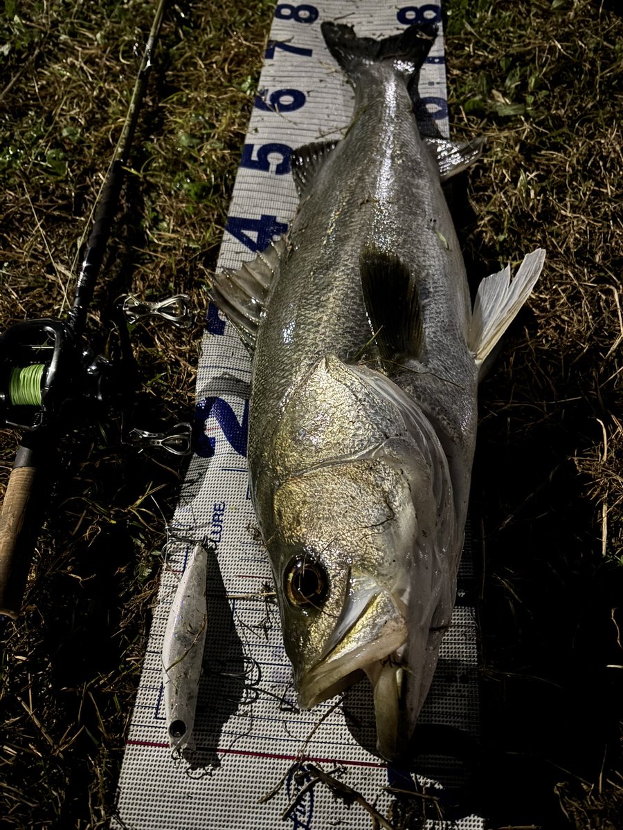 POP SEA CREW (ポップシークルー) (@popseacrew) / Posts / X