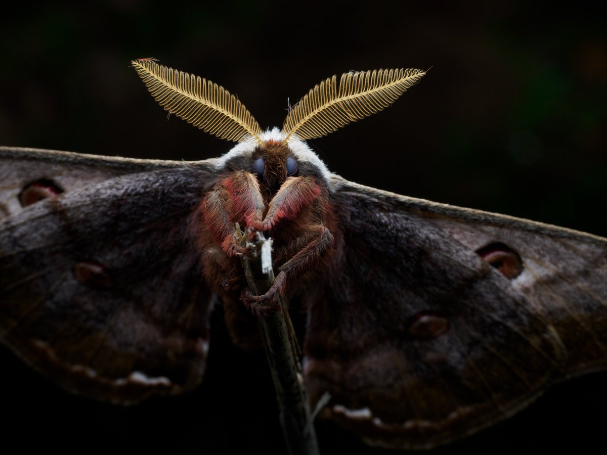 Actiusaliena's tweet image. ヒメヤママユ