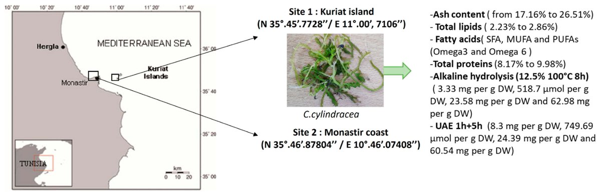 Marine_Drugs's tweet image. Results showed that the invasive seaweeds, causing environmental impacts in the Mediterranean Sea, represent an interesting source of bioactive  compounds.
mdpi.com/1660-3397/23/5…
#invasivegreenmacroalga #invasiveseaweed #extraction #bioactive #Caulerpacylindracea