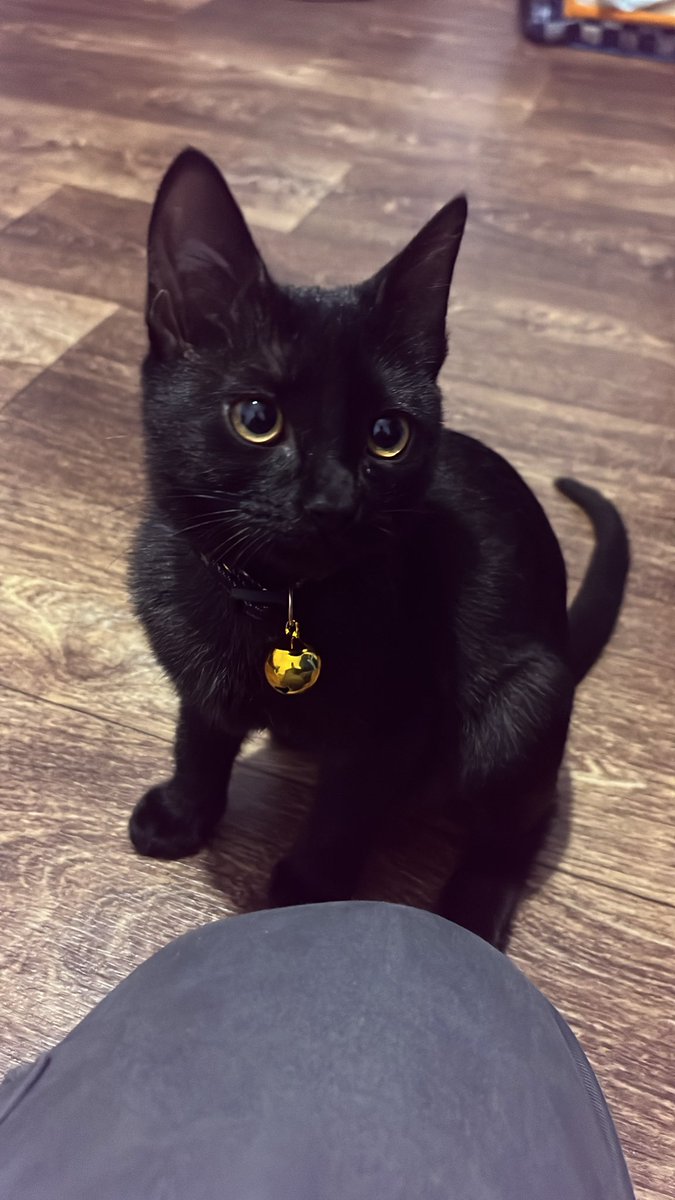タジキスタンで猫飼い始めました。
Tajaと言います。4ヶ月の女の子👧
