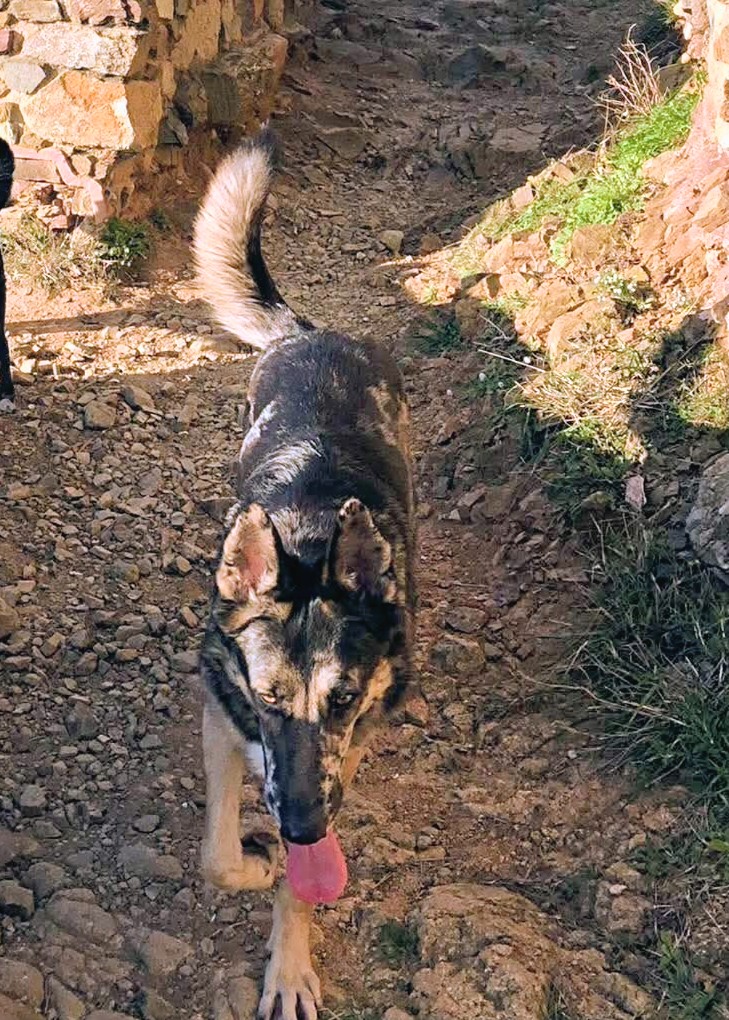 🆘🆘¡¡ATENCIÓN!!🆘🆘
YUKA se ha perdido en #SantaColomadeGramenet
#Barcelona por la zona del río Besós, frente a los juzgados.
Cruce de Pastora con Collie.
Tiene chip
Si las veis contactar
📞687 238 419
Máxima difusión
📣📣📣
#XarxaBarcelonaPerduts
#FemXarxa