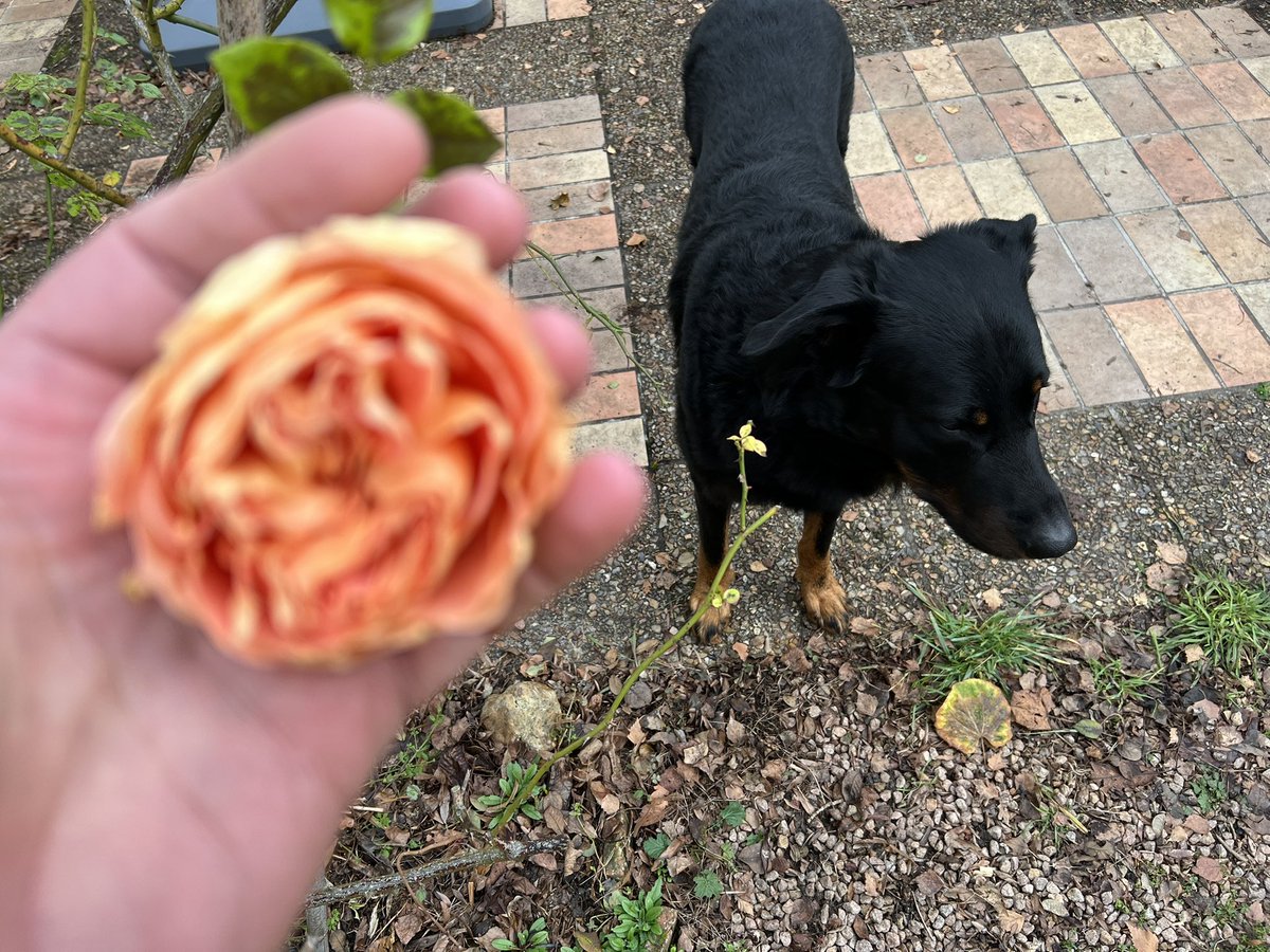 fred_manfrin's tweet photo. Avec la tribu beauceronne, c’est Black Friday tous les jours ! 
Alors en accord avec @ROVERduMOULIN nous avons décidé qu’aujourd’hui serait le « Rose avec une pointe de jaune Friday », épicétou.
Tsarine a confirmé d’un Ouaf approbatif. https://t.co/il31nEIjCj