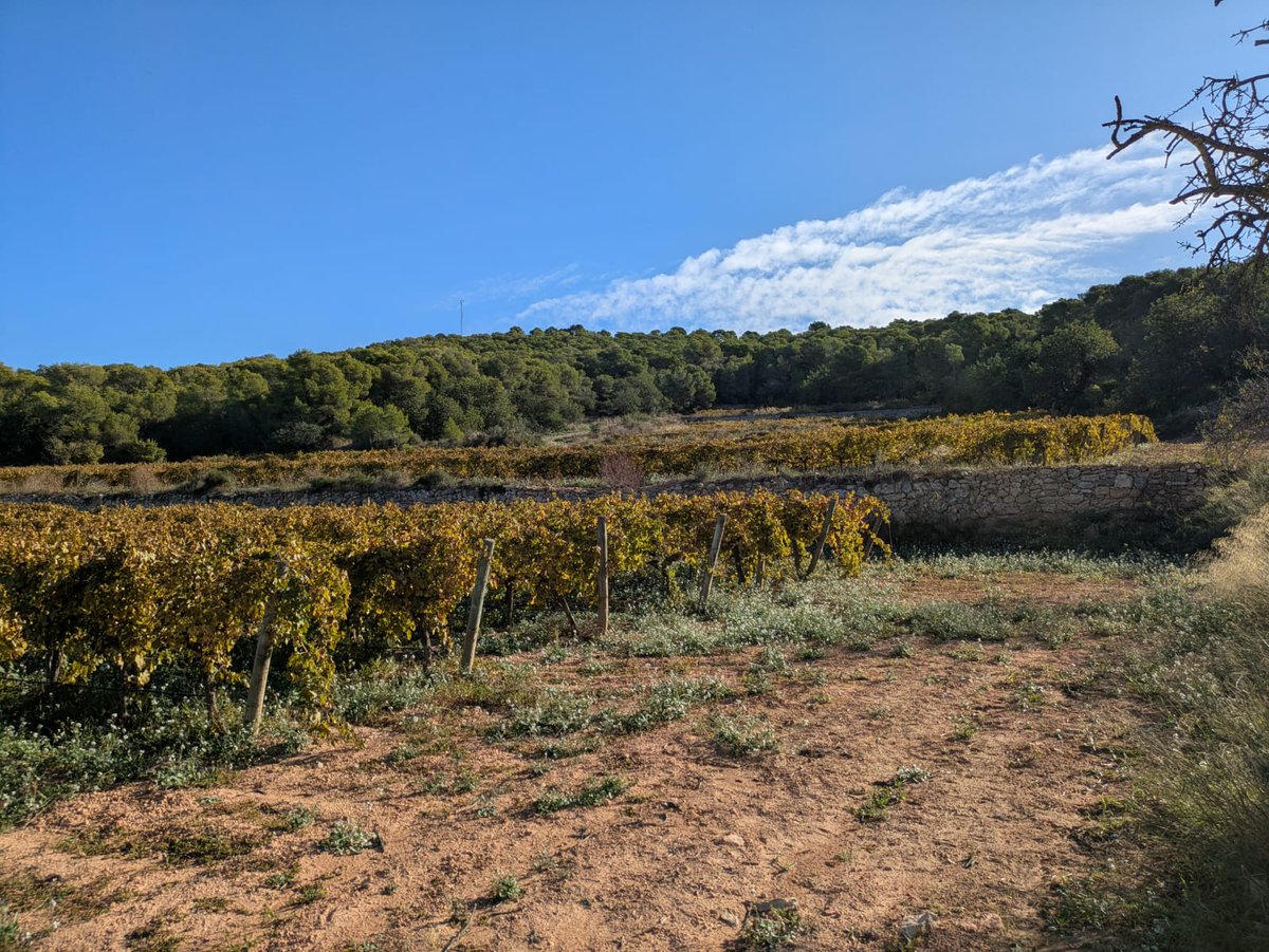 avinicolacat's tweet photo. Una altra jornada de @Wine_Cuentista pel #Penedès.
@TorredelVeguer  #EnclosdePeralba

#2026catalunyareport
@timatkin 🍷

#vicatalà #wineculture #winlovers #culturadevi #somvicatalà https://t.co/3zWVIgGW6r