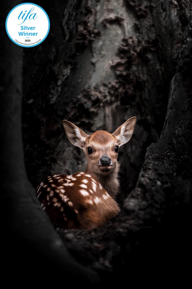 Kenji.H/鹿の人 (@kenji_shicamera) / Posts / X