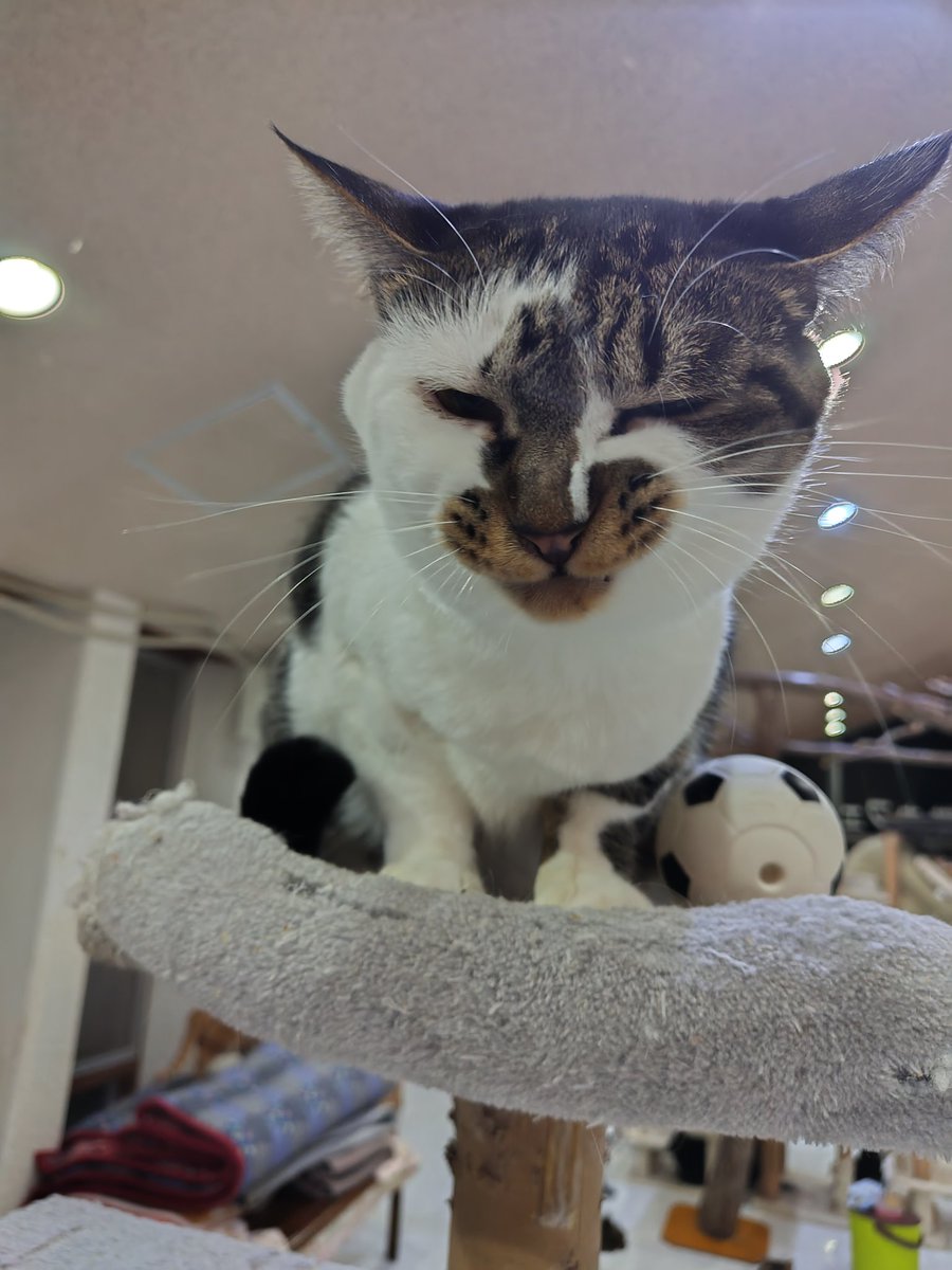 PETNOSATO's tweet image. あたしインクちゃん😾
このキャットタワーはあたしのものよ☝️
絶対誰にも渡さないんだから『ニヤリ』

(インク　♀　推定3歳)

🐈猫カフェ11時00分～16時00分迄🐈(最終受付15時45分)
🐕犬舎見学13時00分～15時30分

ペットの里HP
pets-sato.net
⁡