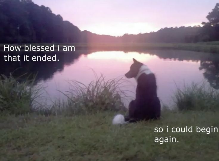 caninepoetry (@caninepoetry_) on Twitter photo 