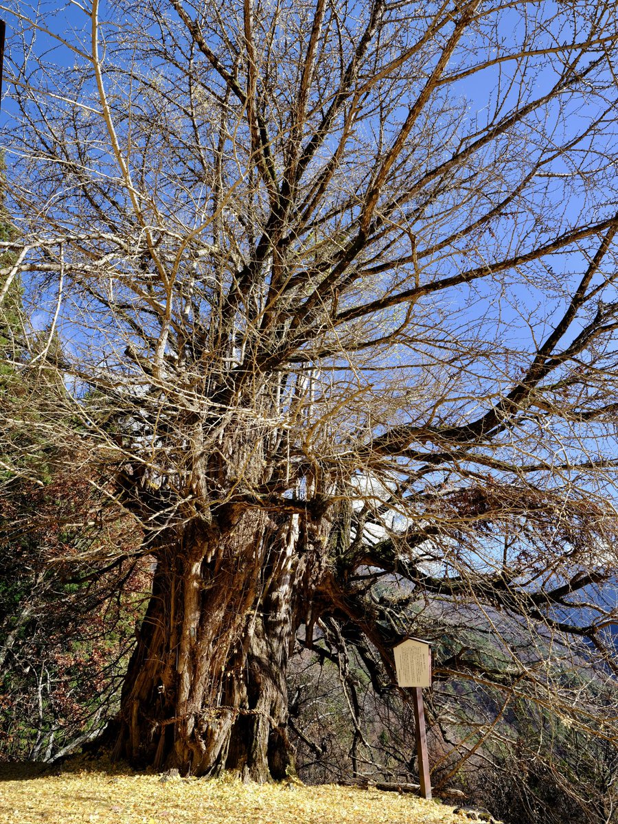 長野
大鹿村の逆さイチョウ📸
旧秋葉街道(秋葉古道)の神社の樹齢900年の古木で、名の通り斜面側は下に向かって伸び、新しい幹が次々に増え太い幹になってます。
弘法大師が此処で一休みした際、杖にしてたイチョウを地面に刺したのが元との伝説が。
見た瞬間、思わずワァオ‼️と感嘆の声をあげました。