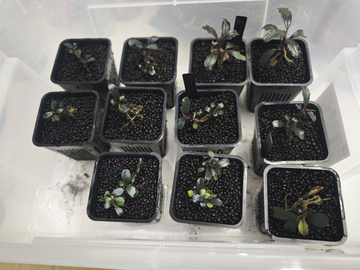 untaebi's tweet image. 植え替えちう🌿