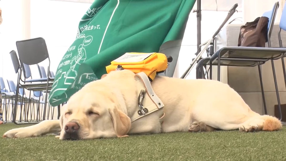 withmoudouken's tweet image. もうすぐ12月ですね！今年も気づけば年が明けているということになりそうです！
☆11月30日（日）夕方5時25分はwith盲導犬☆
「盲導犬もっと知ってキャンペーン」のイベント前に高松オルネや高松駅で盲導犬ユーザーを誘導する方法のレクチャーが行われました！

#川嶋あい
#盲導犬