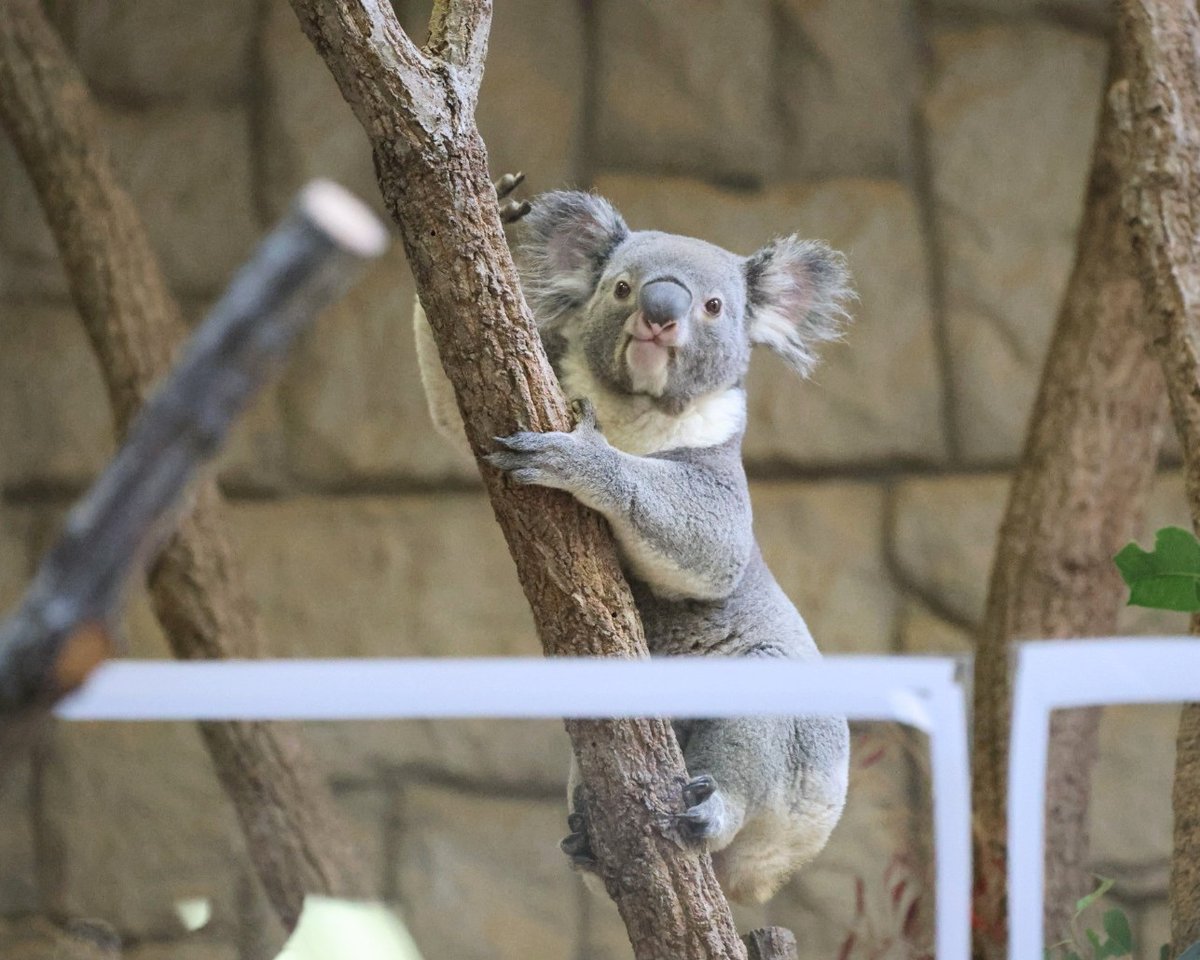 もにゃーー🐨🌅