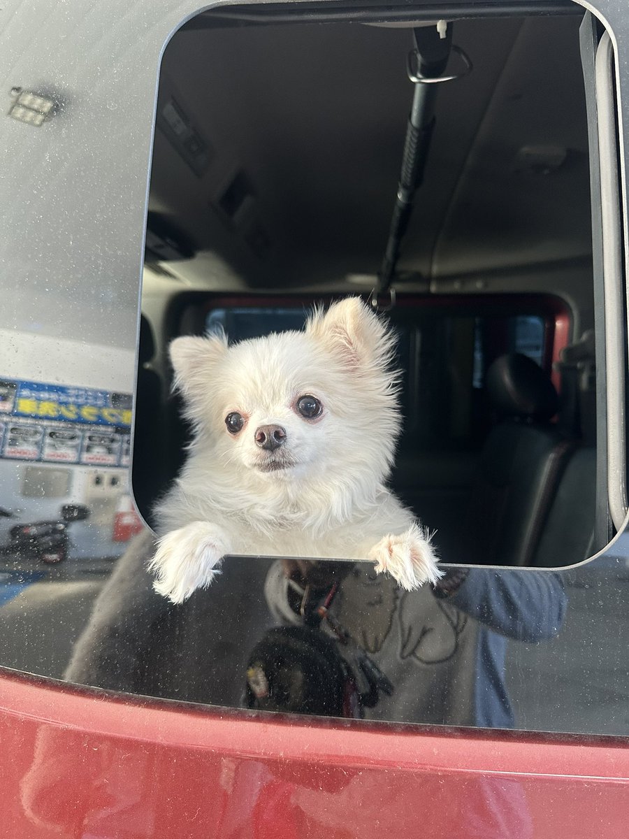 薬屋のひとりごと：可愛い猫猫のミニアニメ, image size:900x1200