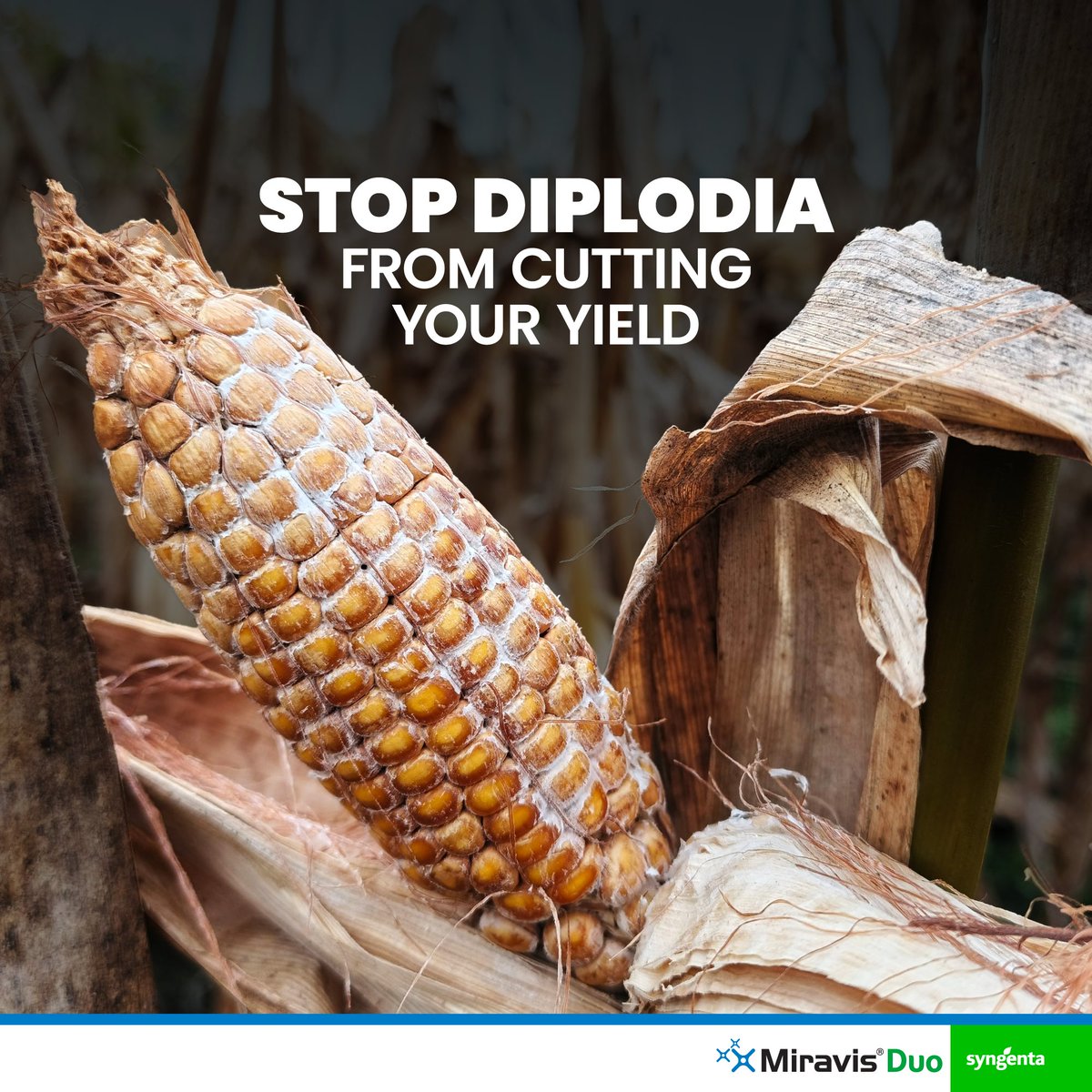 Miravis® Duo provides strong, dual-action protection, keeping your ears healthy and helping your crop maintain its potential throughout the season. 

Applied at the right stage, it supports consistent grain development and protects your harvest from losses. ​

#MiravisDuo
