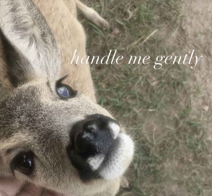 Ev🦖 (@evissillly) on Twitter photo 