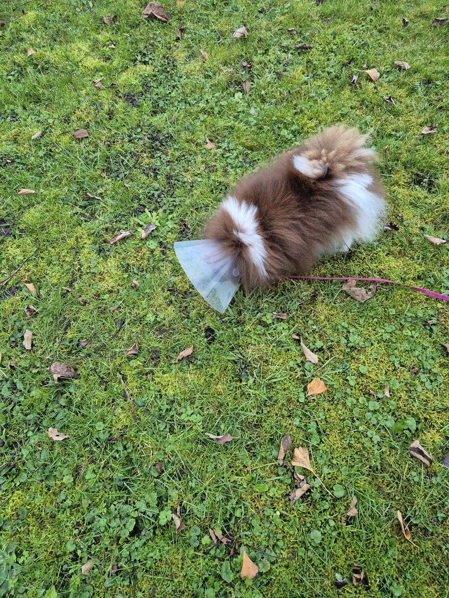 Seht ihr das? SEHT IHR DAS? Erst klauen sie mir fast alle Zähne, dann ziehen sie mir das Ding da an, weil ich ANGEBLICH wie wild mit den Pfoten im Mäulchen herumkratzen wollte und dann muss ich mich so auch noch in der Nachbarschaft blamieren lassen!
Grmpfl 😡😤