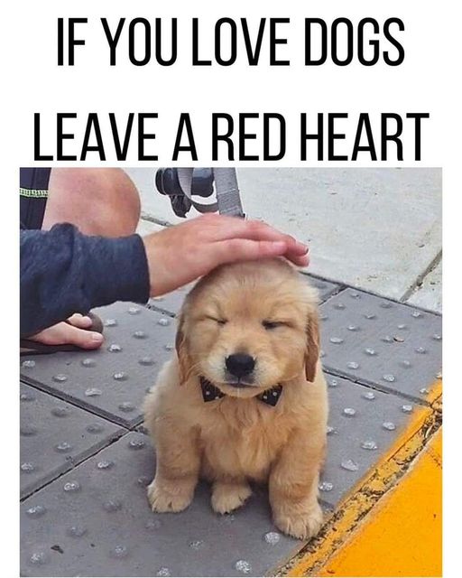 Beyond The Leash (@beyond_theleash) on Twitter photo 