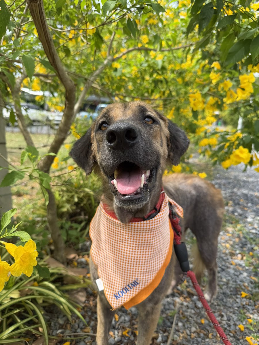 There are 10 days between these photos. 

When Sienna came in she only wanted to stare at the wall. Today me and her had a little walk down Hope Avenue to smell the flowers 💐 

Have a lovely Friday everybody ❤️