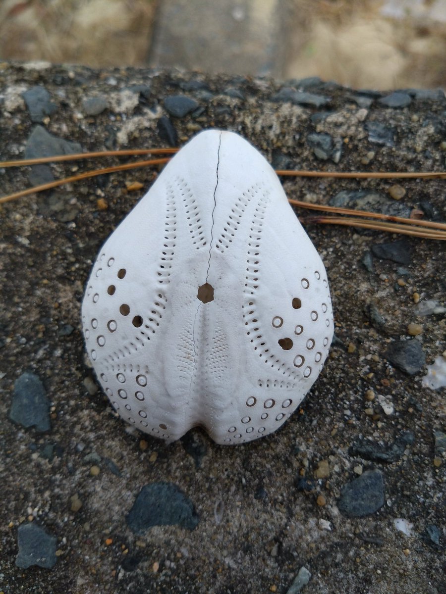 蒼鷺@サギの悪魔 (@Blue_Heron1117) / Posts / X