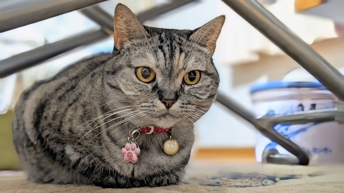 ねこさん⚡(ΦωΦ) (@catnap707) / Posts / X