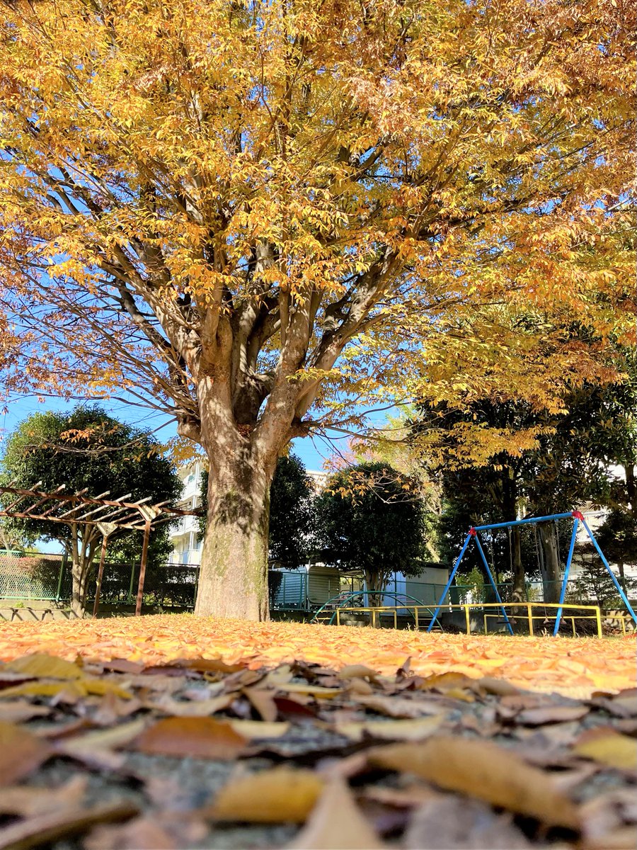 すっかり #秋 も深まりましたねぇ🍂

#西東京市 の #紅葉 は見頃を迎えています🍁

お天気の良い日は近所の公園に出かけるのも楽しいですね🚶

隊員:🌳

#お写んぽ探検隊
写真は #西原第一児童遊園