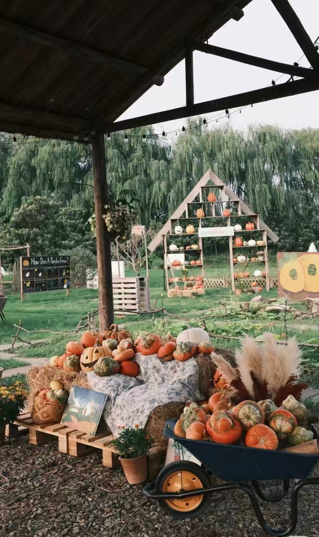 Hi_Deqing's tweet image. We saved all 8,800 spring #pumpkins so their quirky glow could travel. Polly's 800-acre farm in #Deqing is one big squash party: neon orange, smoky blue, alien shapes, baby bumps, pumpkin banquets, jack-o'-lantern labs &amp;amp; #Halloween blowouts.