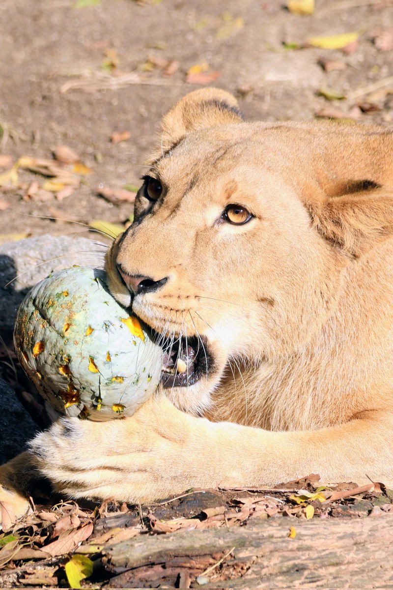 しおり (@clay_love55) / Posts / X