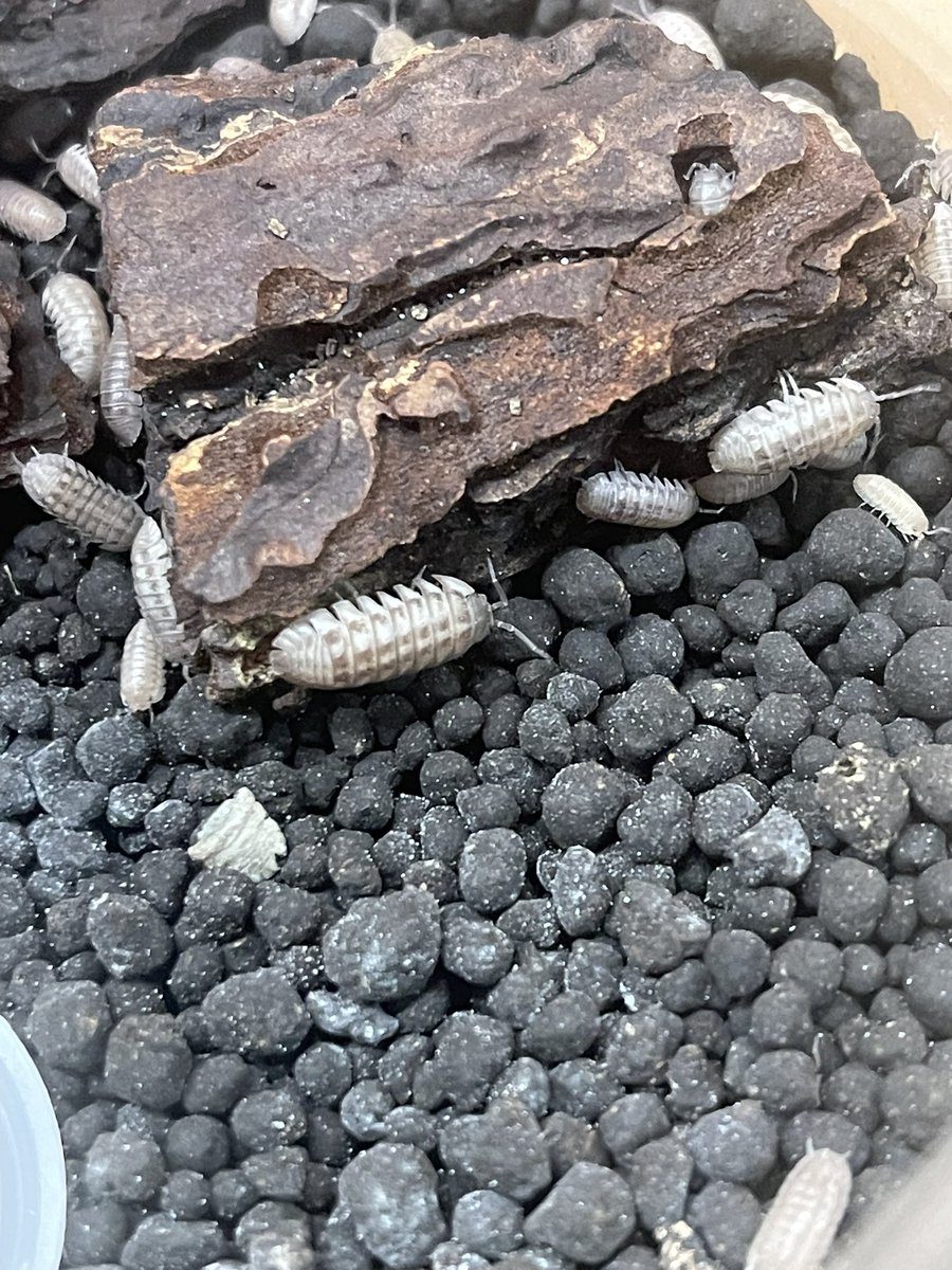 ハナダカダンゴムシ 自己採集からの 選別交配 クリームタイプ。