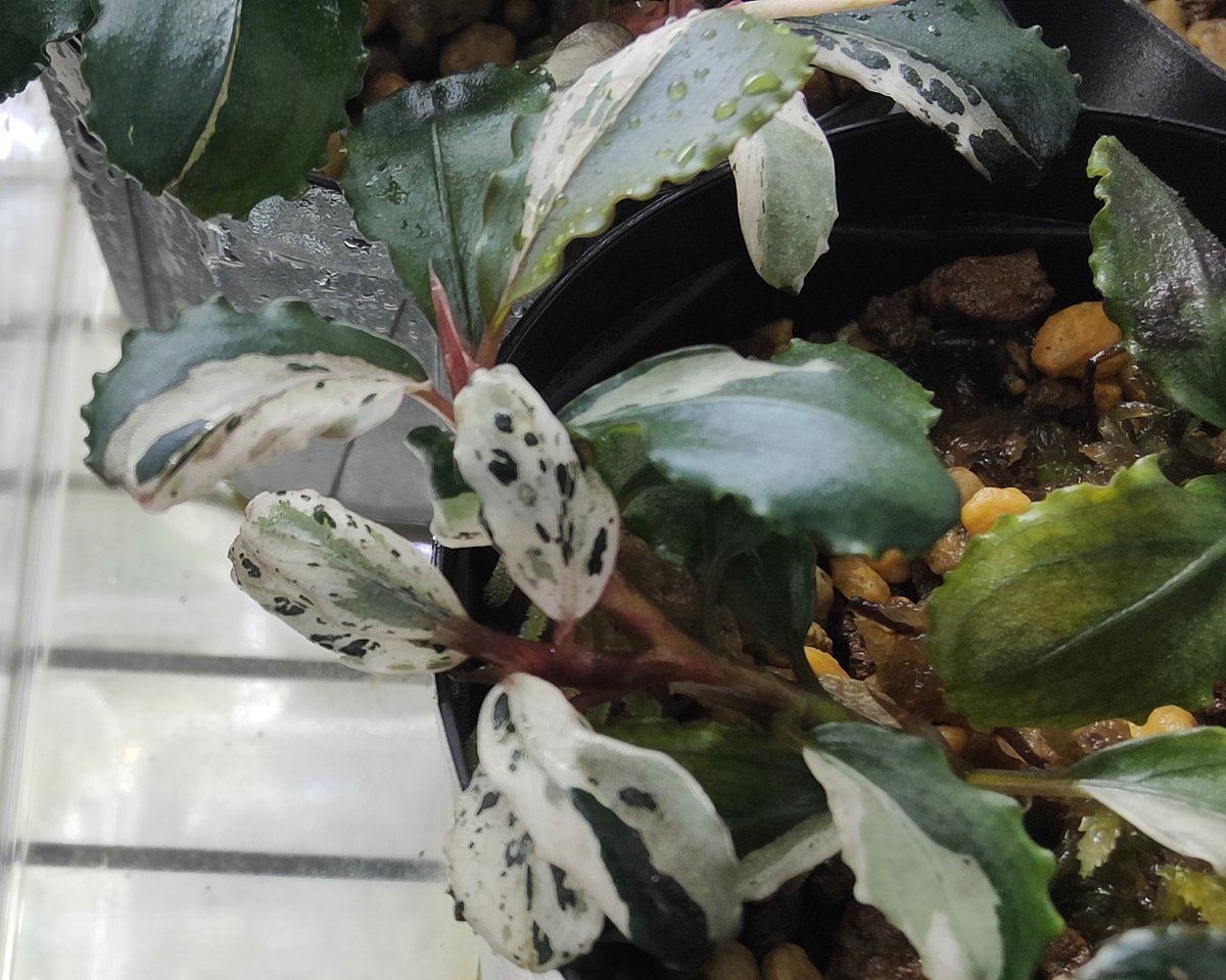 kiboudeko's tweet photo. Bucephalandra sp. variegata Hn.福袋 CAKUMI 2018年7月
2024/04
バリエガータ 福袋
新葉の展開は正に福袋開ける楽しみのようです✨
#ブセファランドラ
#Bucephalandra
#バリエガータ
#variegata #CAKUMI https://t.co/K7AqRfyjdt