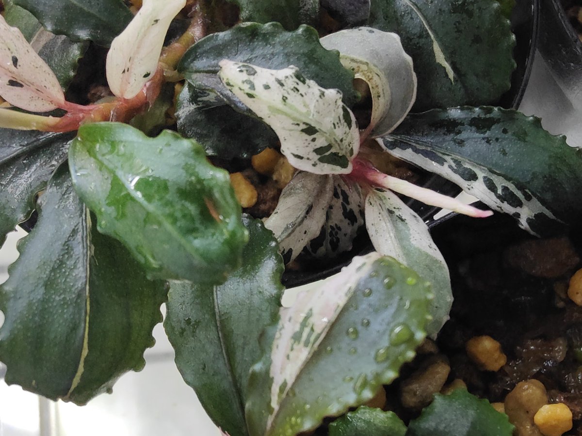 Bucephalandra sp. variegata Hn.福袋 CAKUMI 2018年7月 2024/04