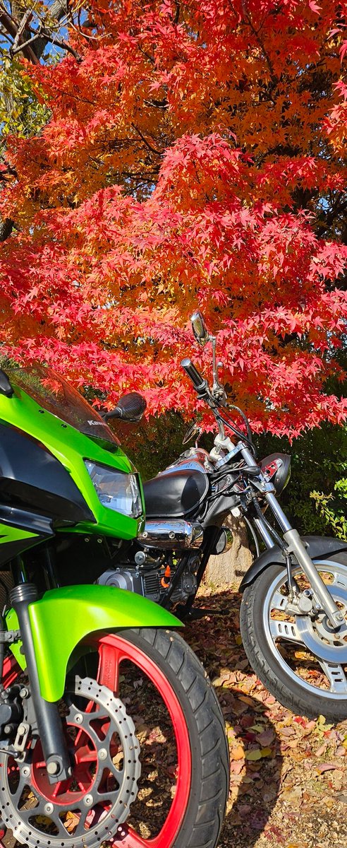 Ninja150RR_'s tweet photo. 秋だねー https://t.co/KQL6Hdodm4