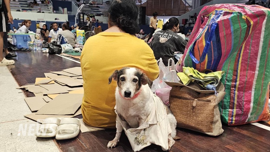 ThaiPBSNews's tweet image. มารับอาหารสัตว์และของใช้สำหรับสัตว์เลี้ยง น้องแมวน้องแมว “ฟรี” กันได้
.
คณะสัตวแพทยศาสตร์ ม.อ.เปิดให้ประชาชนผู้มีสัตว์เลี้ยง รวมถึงหน่วยงานที่กำลังปฏิบัติงานในพื้นที่ประสบอุทกภัย เข้ารับ อาหารสัตว์และของใช้จำเป็นสำหรับสัตว์เลี้ยงไปแจกจ่าย…