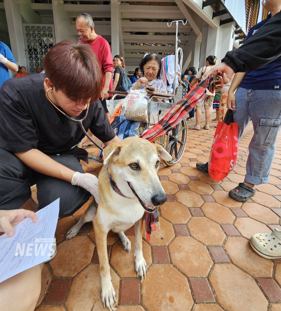ThaiPBSNews's tweet image. มารับอาหารสัตว์และของใช้สำหรับสัตว์เลี้ยง น้องแมวน้องแมว “ฟรี” กันได้
.
คณะสัตวแพทยศาสตร์ ม.อ.เปิดให้ประชาชนผู้มีสัตว์เลี้ยง รวมถึงหน่วยงานที่กำลังปฏิบัติงานในพื้นที่ประสบอุทกภัย เข้ารับ อาหารสัตว์และของใช้จำเป็นสำหรับสัตว์เลี้ยงไปแจกจ่าย…