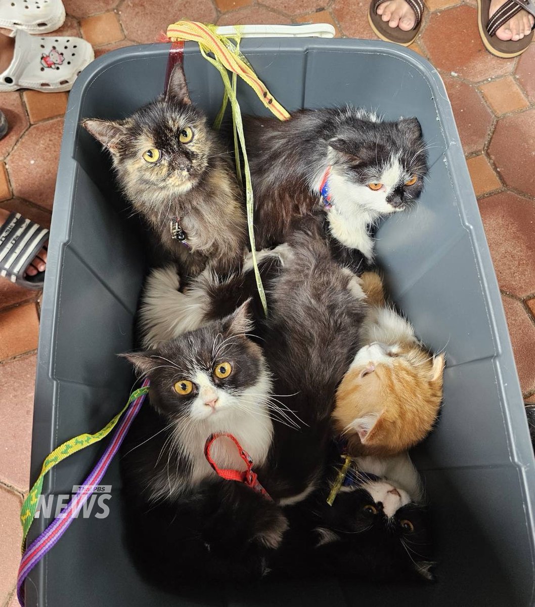 ThaiPBSNews's tweet image. มารับอาหารสัตว์และของใช้สำหรับสัตว์เลี้ยง น้องแมวน้องแมว “ฟรี” กันได้
.
คณะสัตวแพทยศาสตร์ ม.อ.เปิดให้ประชาชนผู้มีสัตว์เลี้ยง รวมถึงหน่วยงานที่กำลังปฏิบัติงานในพื้นที่ประสบอุทกภัย เข้ารับ อาหารสัตว์และของใช้จำเป็นสำหรับสัตว์เลี้ยงไปแจกจ่าย…