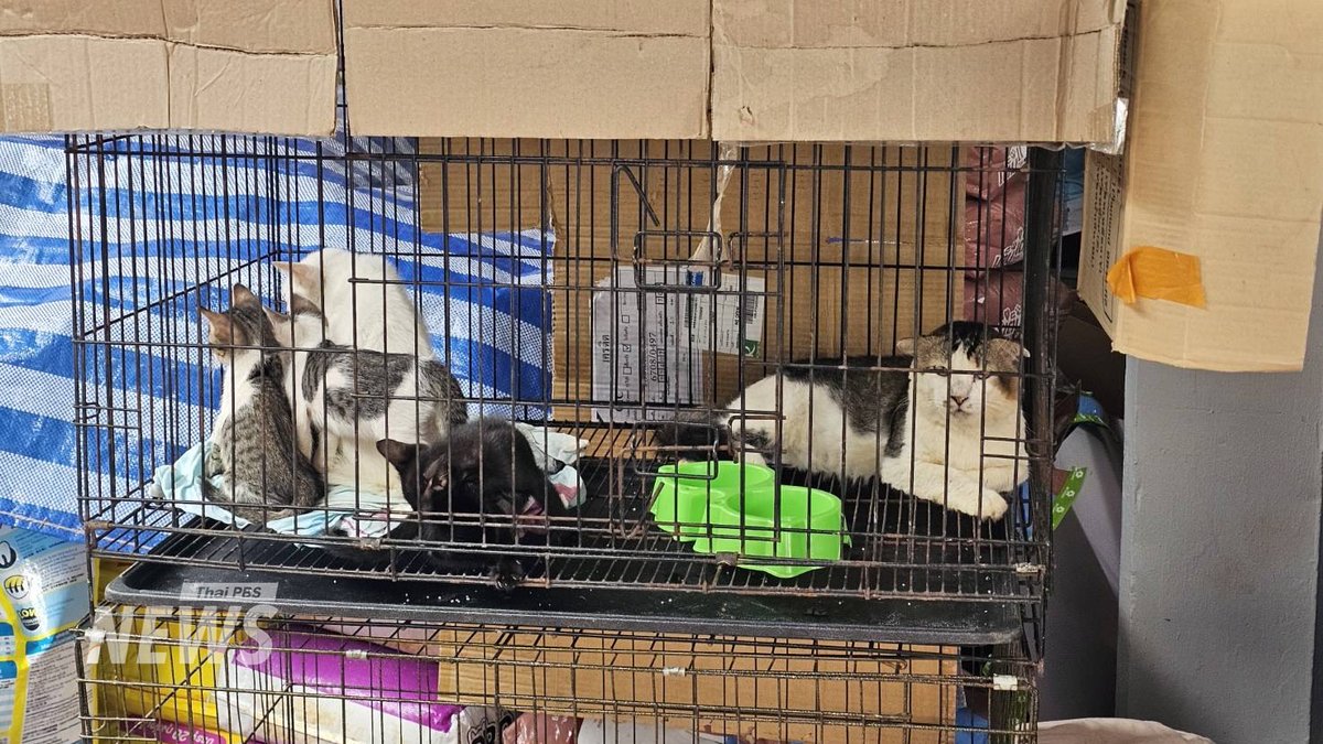 ThaiPBSNews's tweet image. มารับอาหารสัตว์และของใช้สำหรับสัตว์เลี้ยง น้องแมวน้องแมว “ฟรี” กันได้
.
คณะสัตวแพทยศาสตร์ ม.อ.เปิดให้ประชาชนผู้มีสัตว์เลี้ยง รวมถึงหน่วยงานที่กำลังปฏิบัติงานในพื้นที่ประสบอุทกภัย เข้ารับ อาหารสัตว์และของใช้จำเป็นสำหรับสัตว์เลี้ยงไปแจกจ่าย…