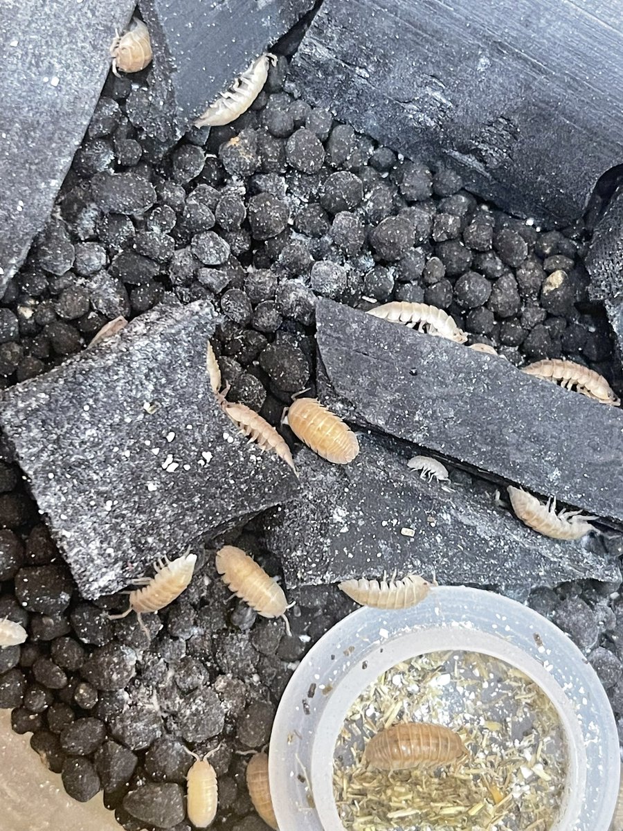 ハナダカダンゴムシ 自己採集からの選別交配 オレンジタイプ。