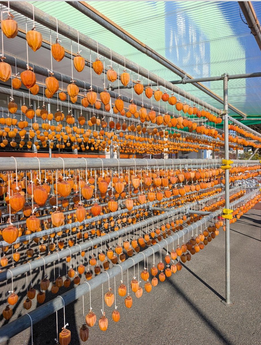 枯露柿🍁CUP
本日のべシャリ内で
枯露柿CUP開催🐴🍁します。
4位になると！
なんと・・枯露柿をプレゼント🎁
パスワード🔑はべシャリ内で発表！
※参加条件
商品は郵送で送りますので
こじーたに住所教えてもいいよの方に限ります。
#メタホース
#4位になって枯露柿を食べよう
#ＡＤＩＬ
#BCG