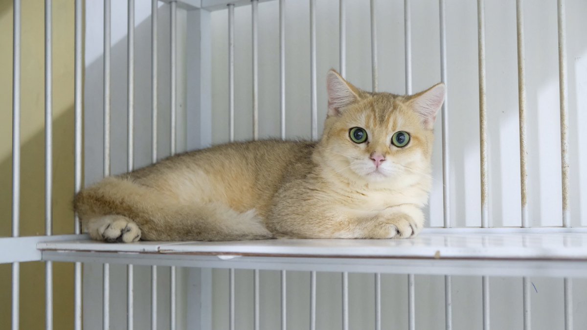 sapadulludong's tweet photo. Open Adopsi
BSH GOLDEN JANTAN
5bulan
#zonauang #openadopsi https://t.co/mScOhoafpT