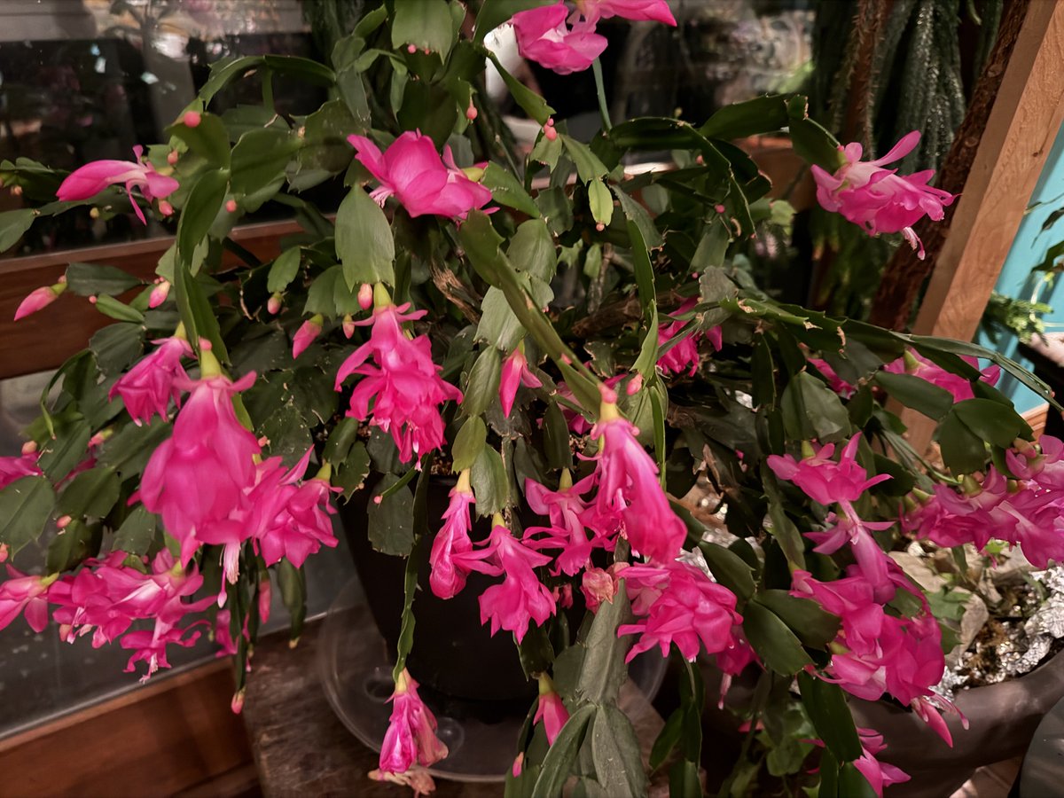 Cdnfarmgirl's tweet image. My Christmas Cactus.  In memory of Dottie who loved vibrant colour so much!!  ♥️♥️♥️⁦@GloriousAllianc⁩