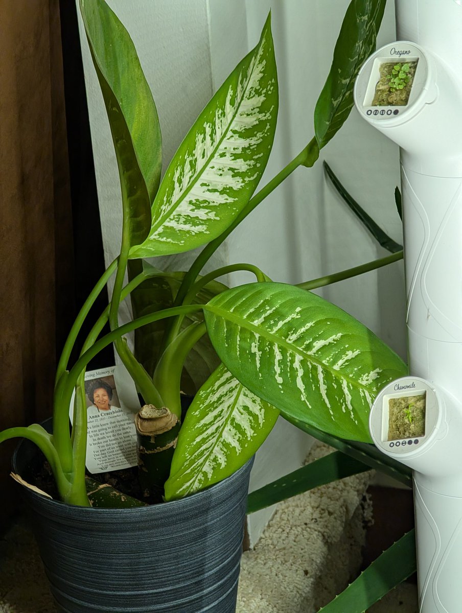 nmTheMistakes's tweet image. Family heirloom diffenbachia