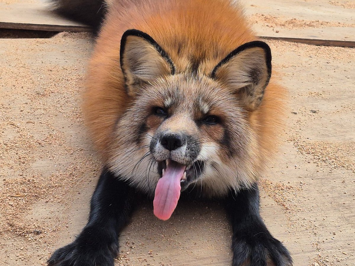 キツネ　即購入OK Literally me