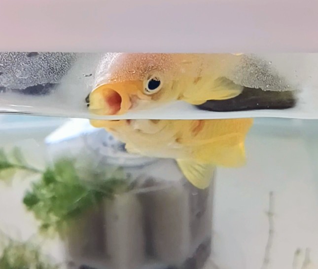 oisimono011's tweet image. よなちゃんが呼んでいたので水槽に耳を寄せるとチュッチュッ！とたいへん元気なお喋り(・o・)
今日は暖かいよね☀