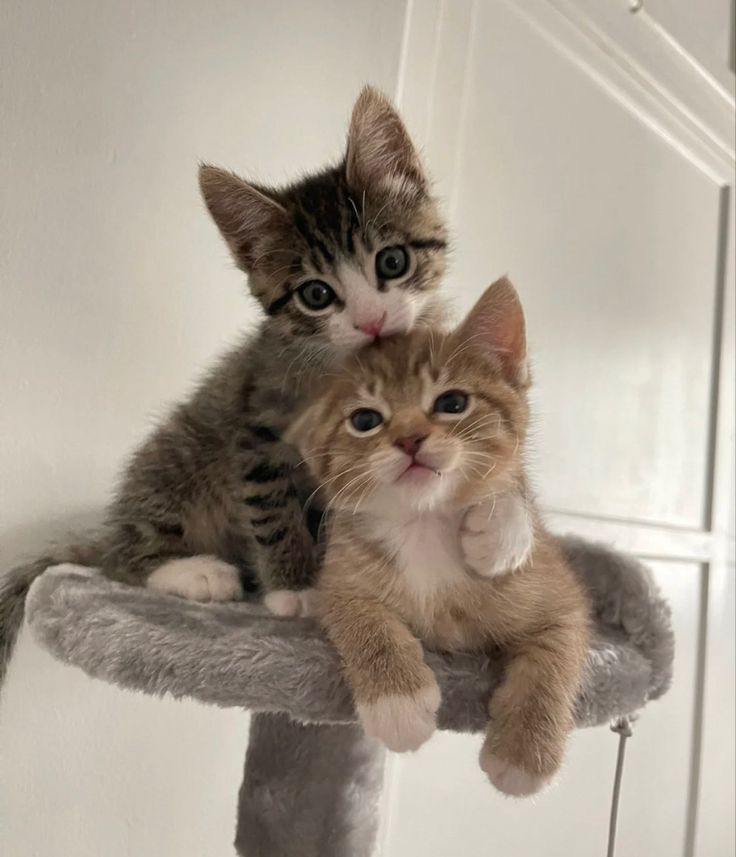 Thepetsonly's tweet photo. Brotherhood https://t.co/Jovg1ee23i