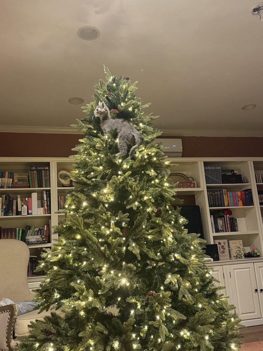 luigiscondo's tweet photo. Updates from my dumbass cutie baby kitten https://t.co/iRaE76F6xE