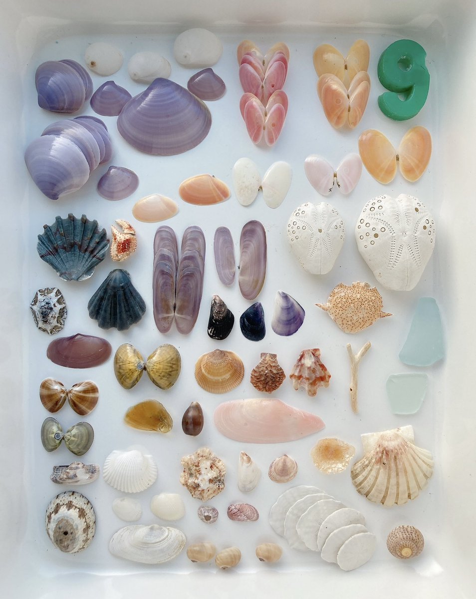 先日鳥取県で見つけた貝殻たち🐚♪
左上にある紫色の薄い二枚貝
はじめて見ました♬