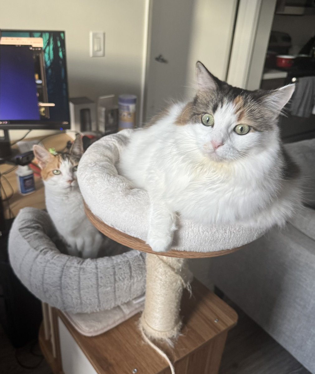 Caleb Peng tweet media