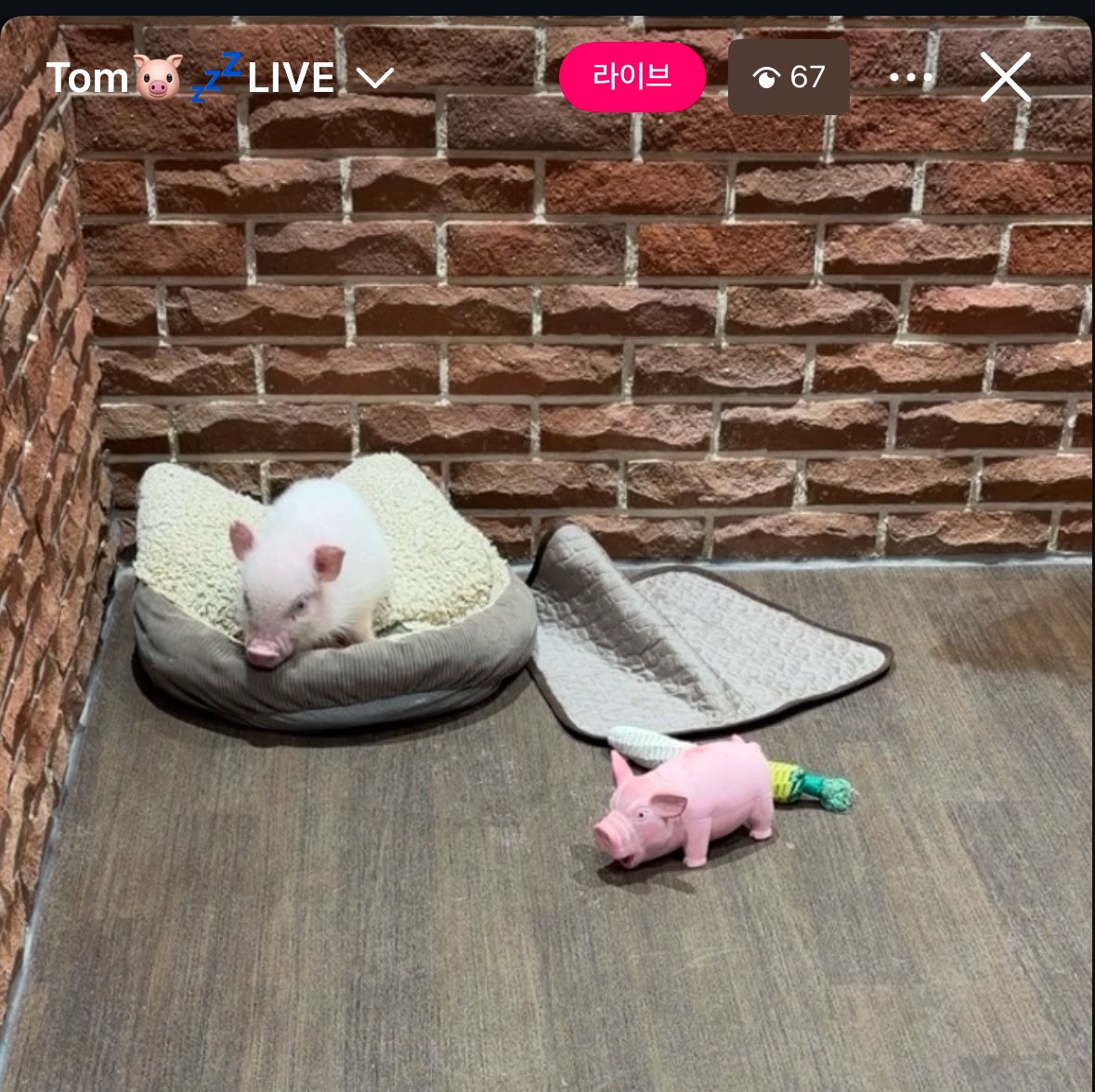 ni_nzu's tweet image. 제가요즘조아하는돼지인데요!!
이름이 톰이래요 인스타라방뜰때마다후다닥가는데
쬐그만게 꿀꿀거리고
자거나 돌아다니기밖애안해요