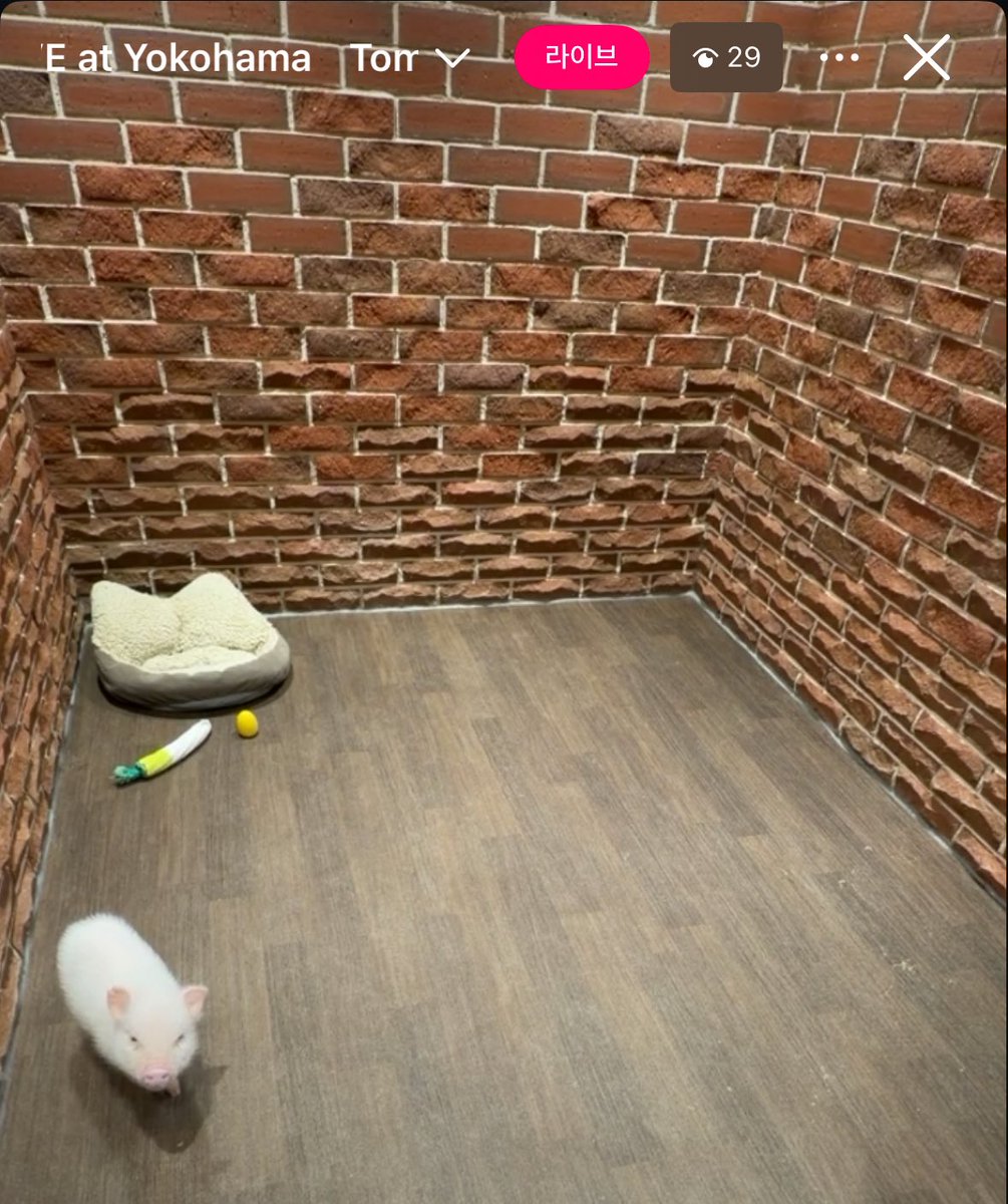 ni_nzu's tweet image. 제가요즘조아하는돼지인데요!!
이름이 톰이래요 인스타라방뜰때마다후다닥가는데
쬐그만게 꿀꿀거리고
자거나 돌아다니기밖애안해요