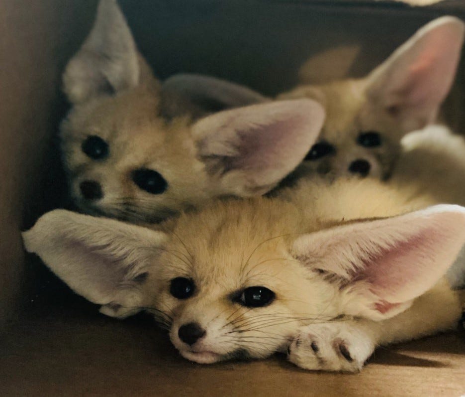 Fennec Every Hour! (@fenneceveryhr) on Twitter photo 