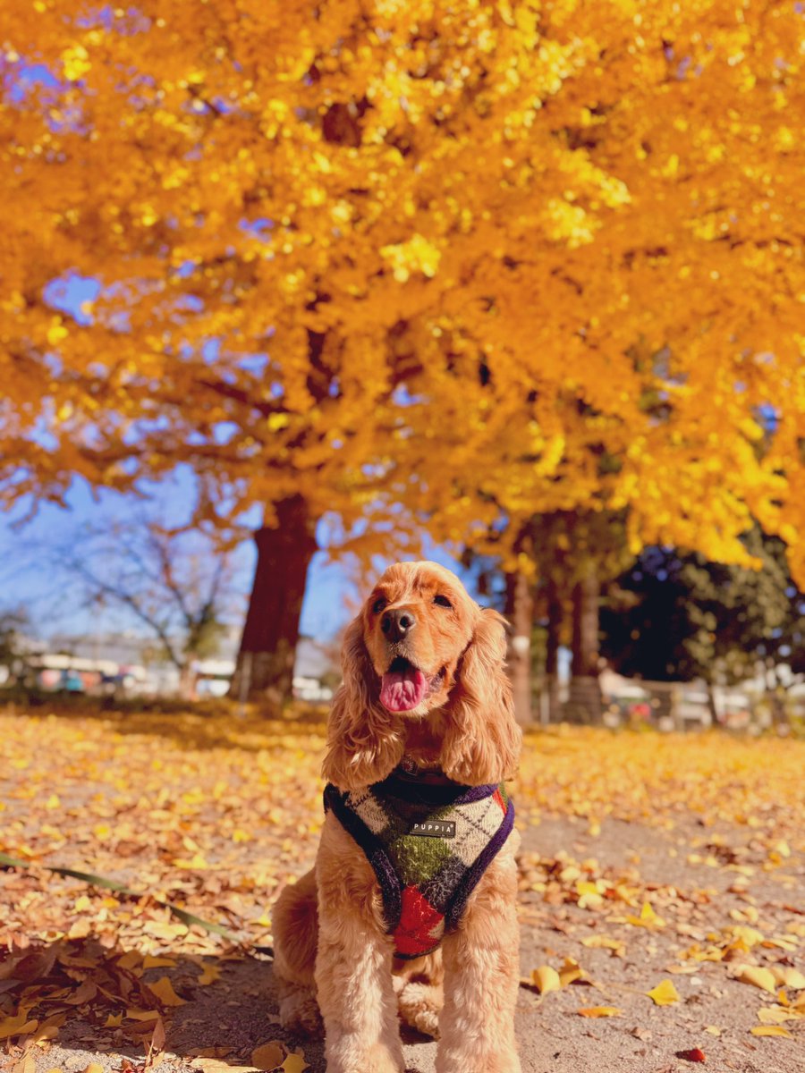 myon_chil's tweet image. かわいいうちの子見て〜🐶🍁