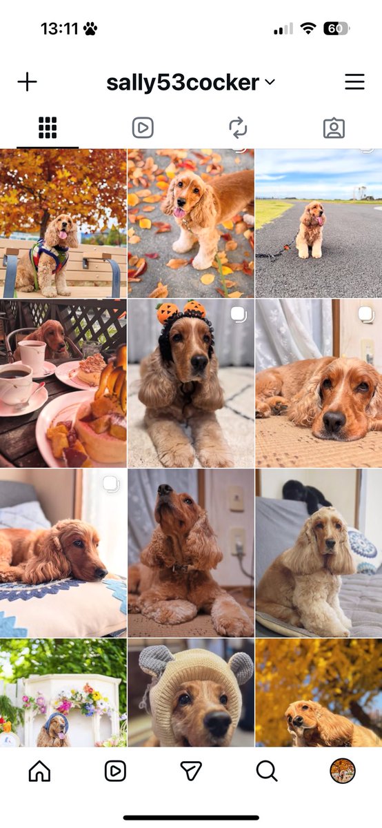 myon_chil's tweet image. かわいいうちの子見て〜🐶🍁